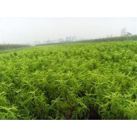 遼寧德偉苗圃 本地培育優(yōu)質(zhì)桃李苗木，助力果園豐產(chǎn)增收