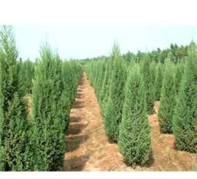 大連綠化苗木苗圃 聯(lián)系渠道與一站式培育銷售服務(wù)指南