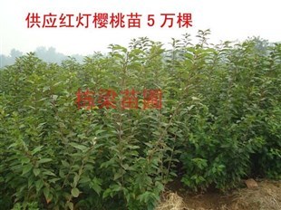 云南棟梁苗圃 專業(yè)培育，專供優(yōu)質(zhì)全紅突圍桃樹苗