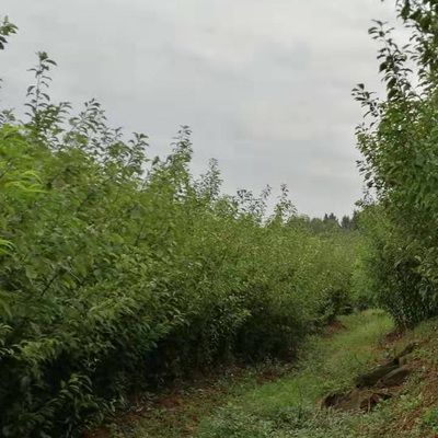 重慶酉陽(yáng) 專業(yè)苗圃李子樹苗培育基地，優(yōu)質(zhì)李子苗銷售與技術(shù)支持