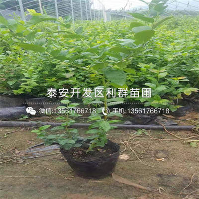 晚藍(lán)藍(lán)莓樹苗 從優(yōu)質(zhì)苗圃到專業(yè)銷售基地的培育與選購(gòu)指南