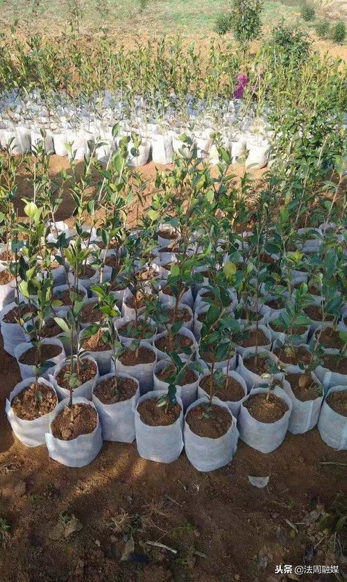 澧縣苗圃 精心培育80萬(wàn)株優(yōu)質(zhì)油茶苗，助推產(chǎn)業(yè)繁榮與鄉(xiāng)村振興