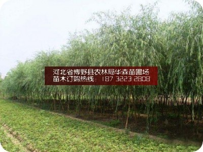 保定垂柳 苗圃培育與銷售的典范——探訪河北省博野縣農(nóng)林局華森苗圃場(chǎng)銷售部