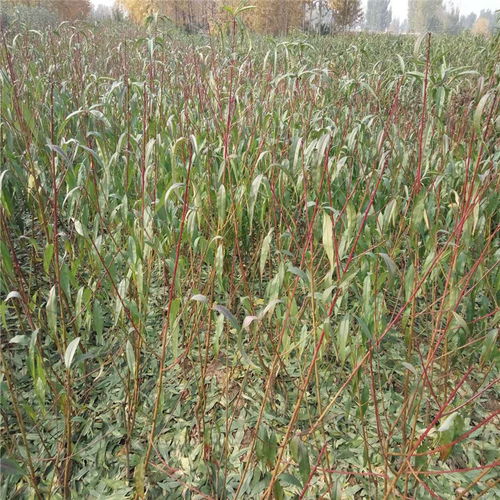 映霜紅桃樹苗 苗圃直銷，高成活率的優(yōu)質(zhì)之選